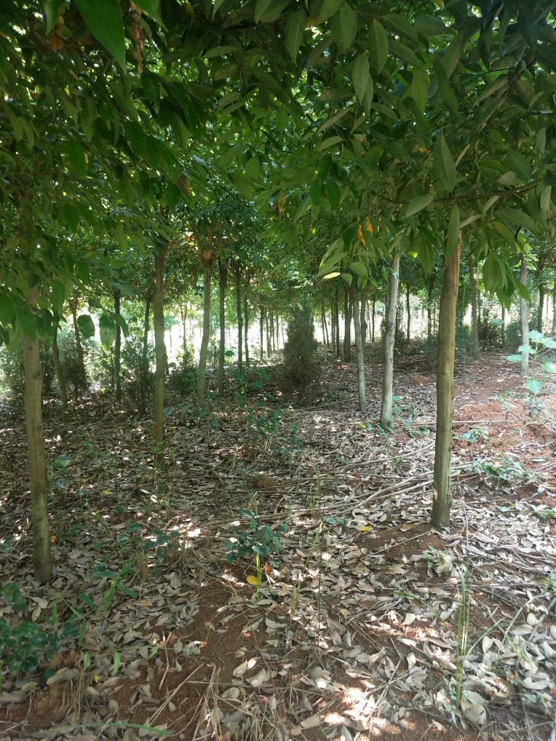 天竺桂阴香树78公分