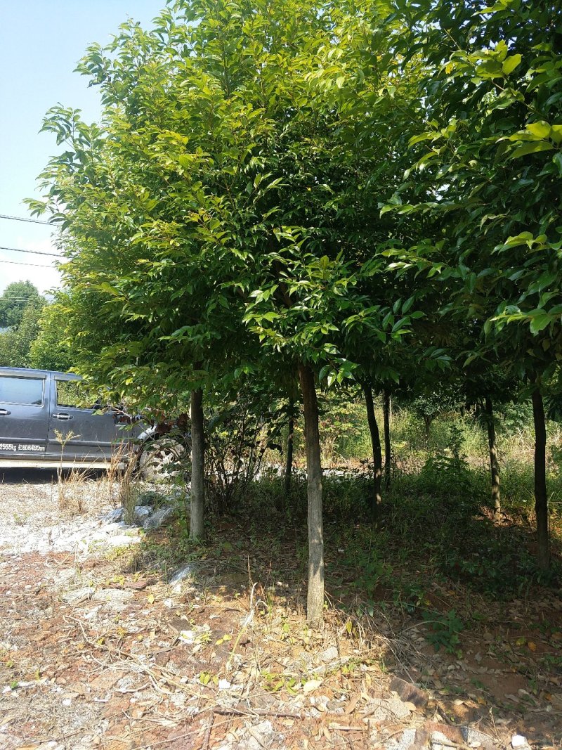 天竺桂阴香树78公分