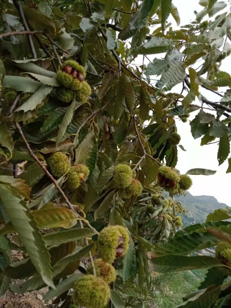 产地直销，泗水特产野生板栗