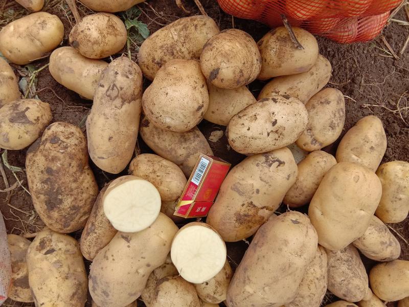 2024年白心土豆:质量保证个头薯型颜色三优。