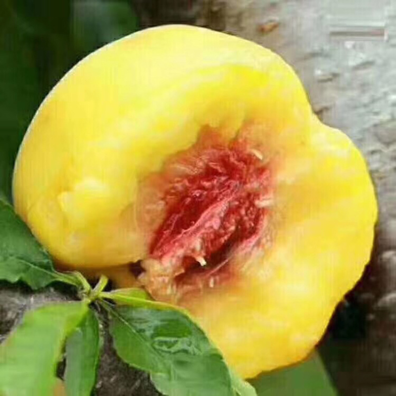 黄金蜜10斤装快递