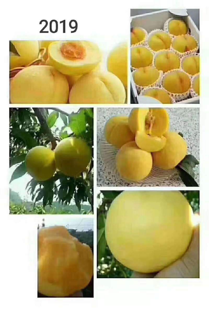 黄金蜜10斤装快递