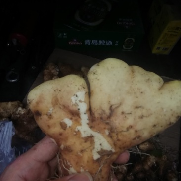 灵芝山药平度