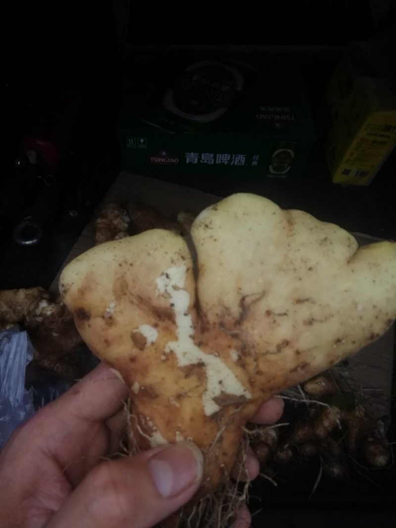 灵芝山药平度