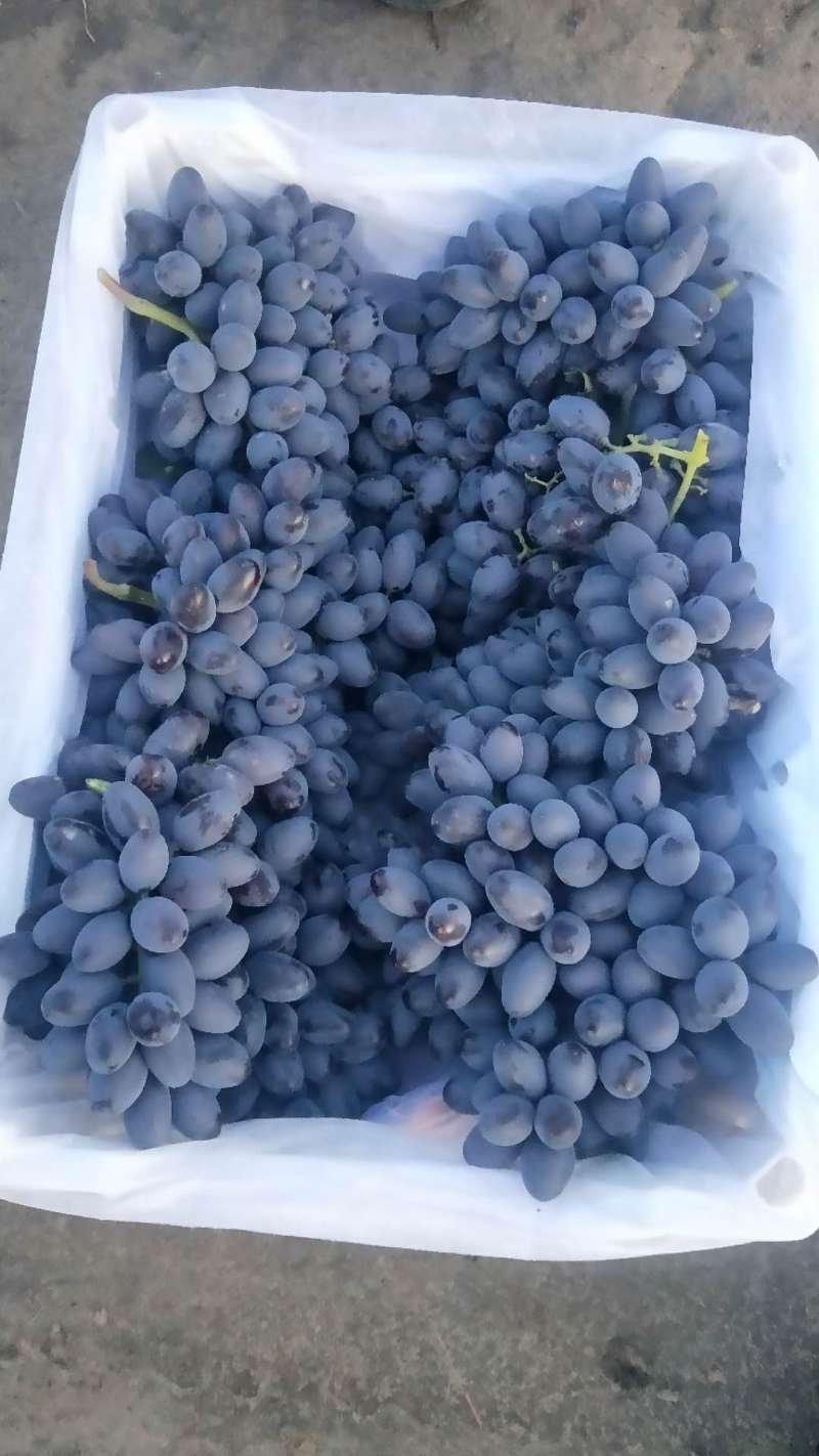黑美人，克仑生，夏黑，玻璃翠