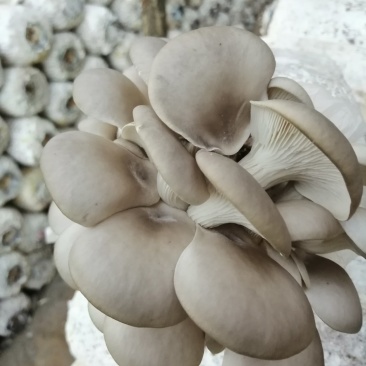 各种食用菌棒批发，