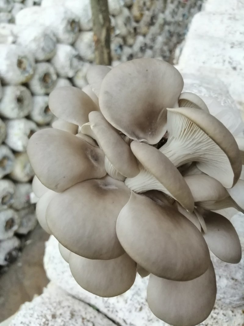各种食用菌棒批发，