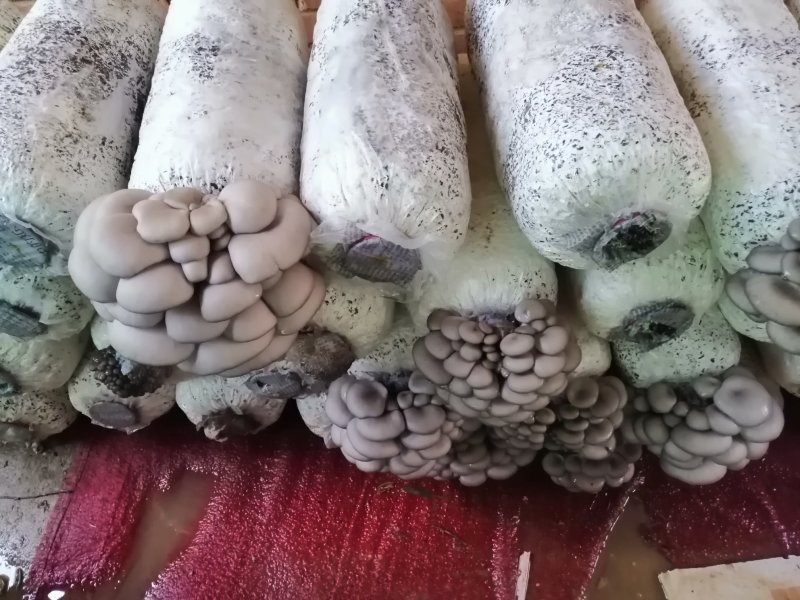 各种食用菌棒批发，