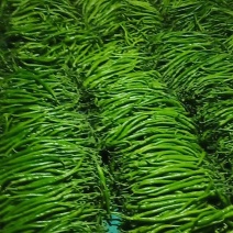 精品，二荆条，辣椒20厘米以上条形直现摘现发保证新鲜