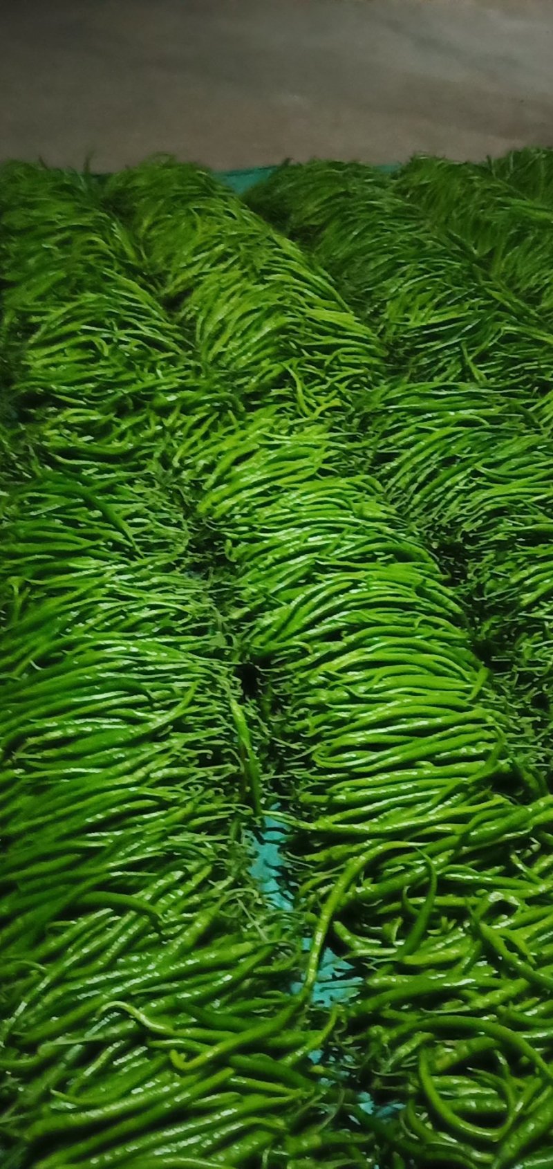 精品，二荆条，辣椒20厘米以上条形直现摘现发保证新鲜