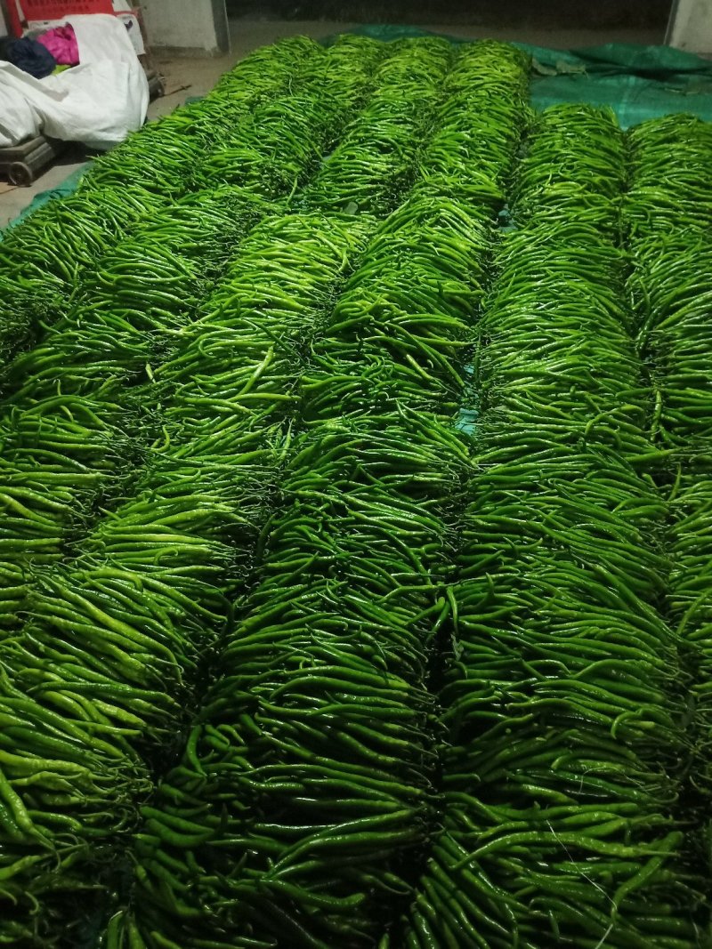 精品，二荆条，辣椒20厘米以上条形直现摘现发保证新鲜