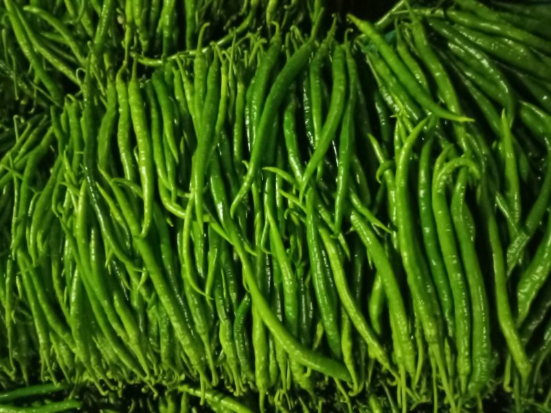 精品，二荆条，辣椒20厘米以上条形直现摘现发保证新鲜