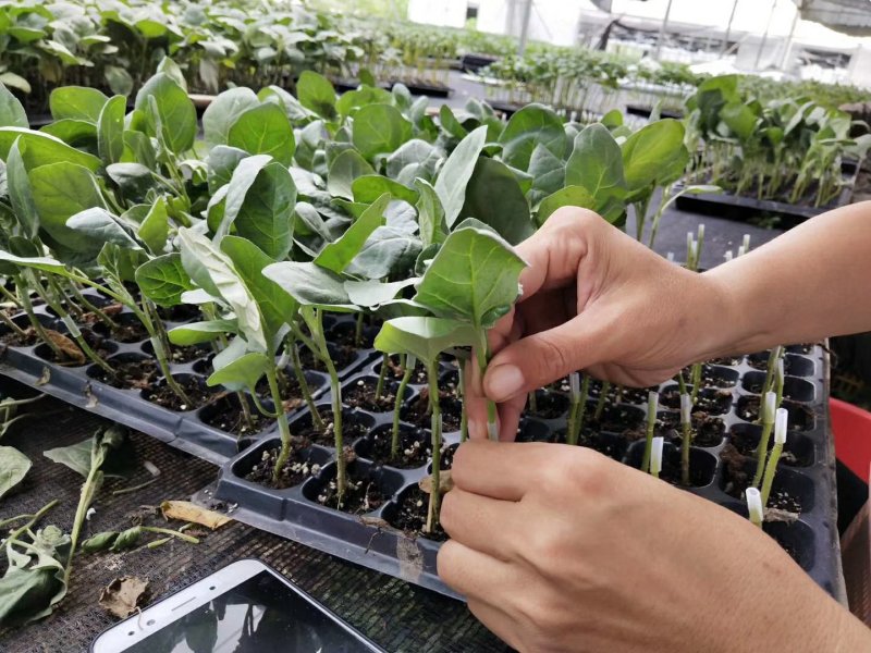 嫁接茄子苗，中茄，烧烤茄