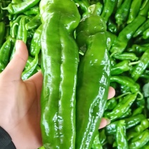 精品辣椒，泡椒，，颜色翠绿个头大，大量上市中