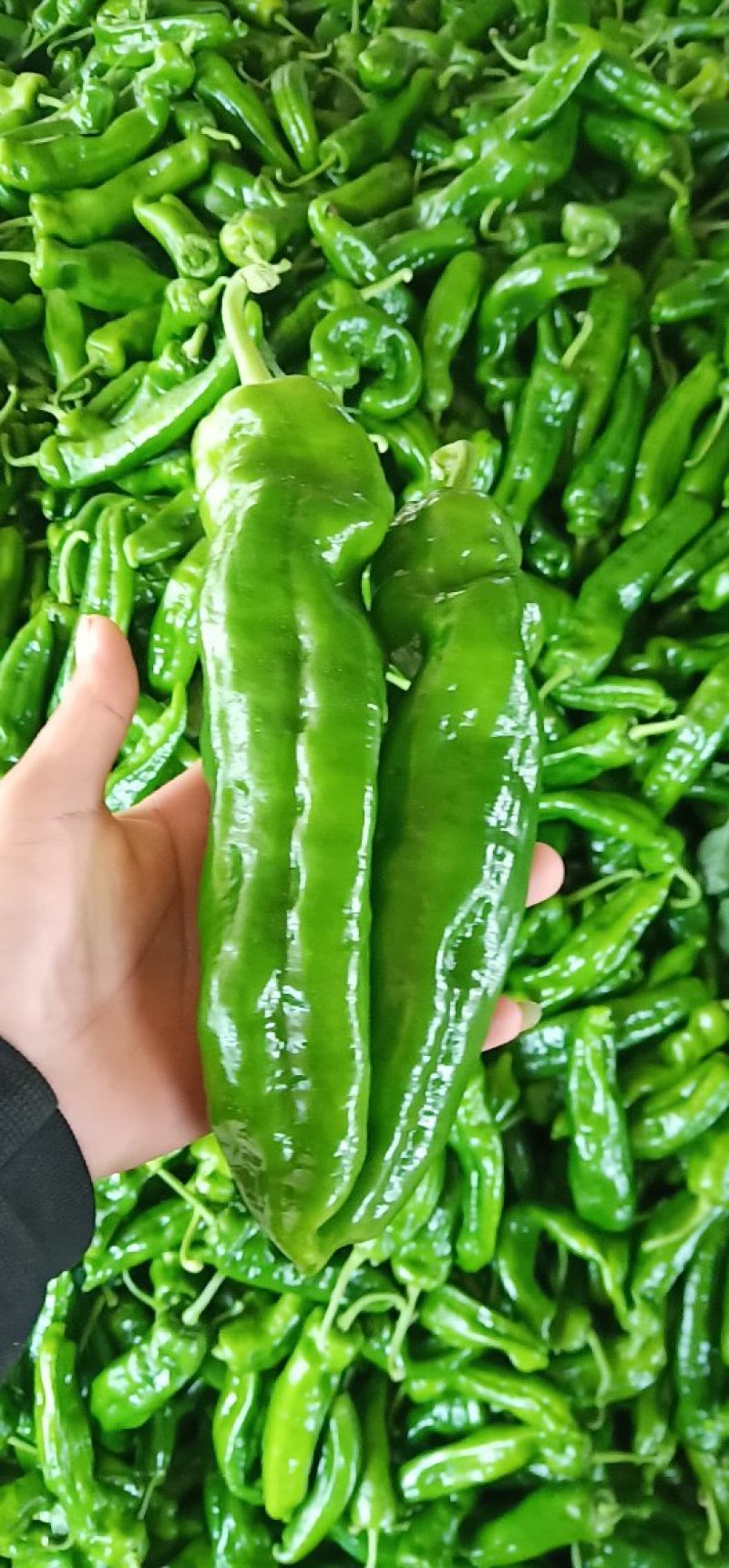 精品辣椒，泡椒，，颜色翠绿个头大，大量上市中