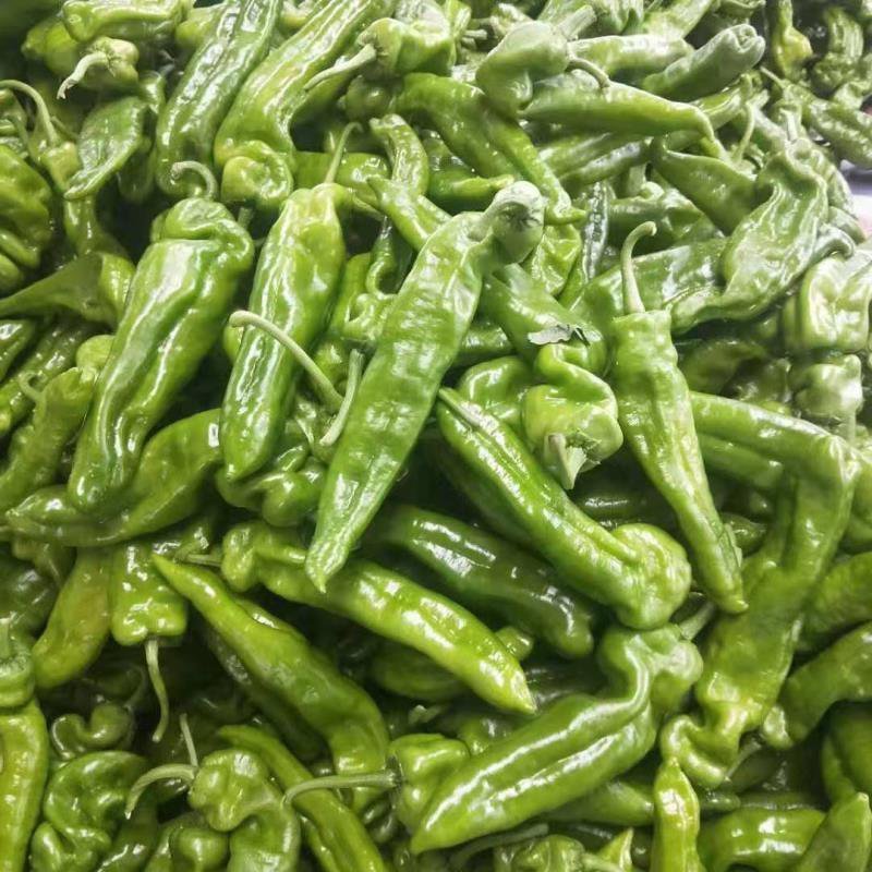精品辣椒，泡椒，，颜色翠绿个头大，大量上市中