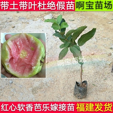 红心软香芭乐苗红肉番石榴嫁接苗四季芭乐可盆栽果树