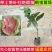 红心软香芭乐苗红肉番石榴嫁接苗四季芭乐可盆栽果树