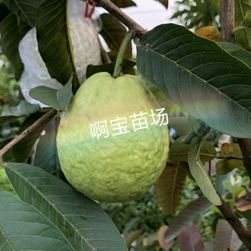 红心软香芭乐苗红肉番石榴嫁接苗四季芭乐可盆栽果树