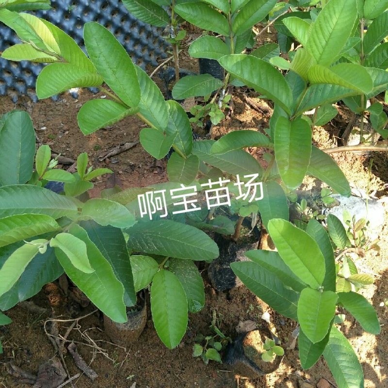 红心软香芭乐苗红肉番石榴嫁接苗四季芭乐可盆栽果树