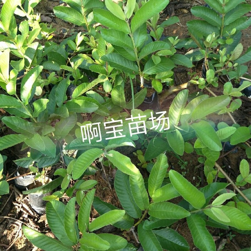红心软香芭乐苗红肉番石榴嫁接苗四季芭乐可盆栽果树