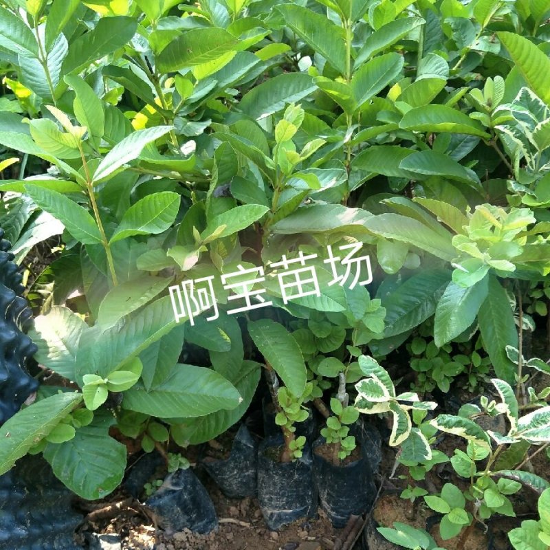 红心软香芭乐苗红肉番石榴嫁接苗四季芭乐可盆栽果树