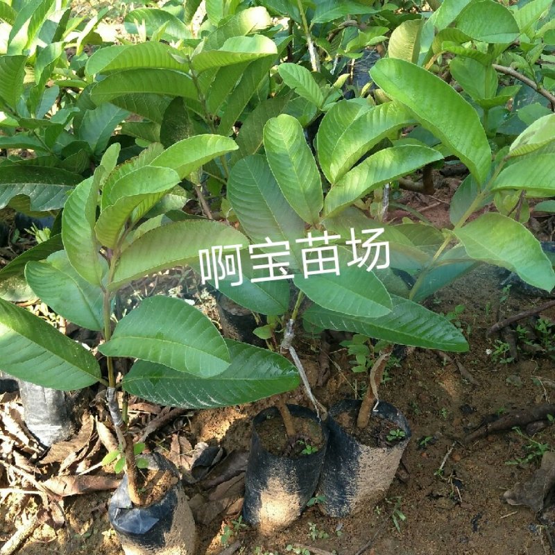 红心软香芭乐苗红肉番石榴嫁接苗四季芭乐可盆栽果树