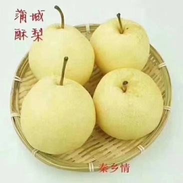 蒲城酥梨大量上市吃一口流一手