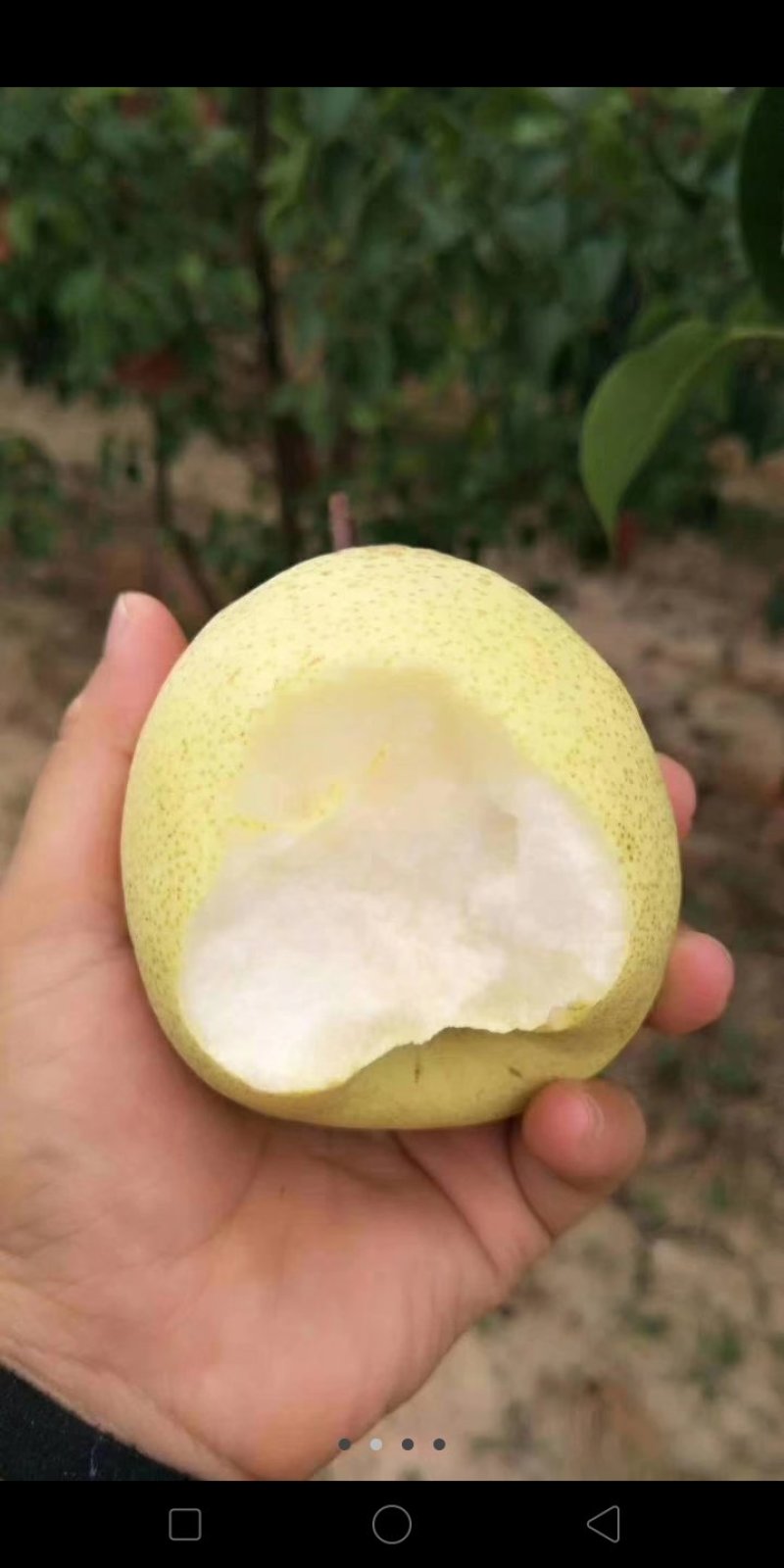 蒲城酥梨大量上市吃一口流一手