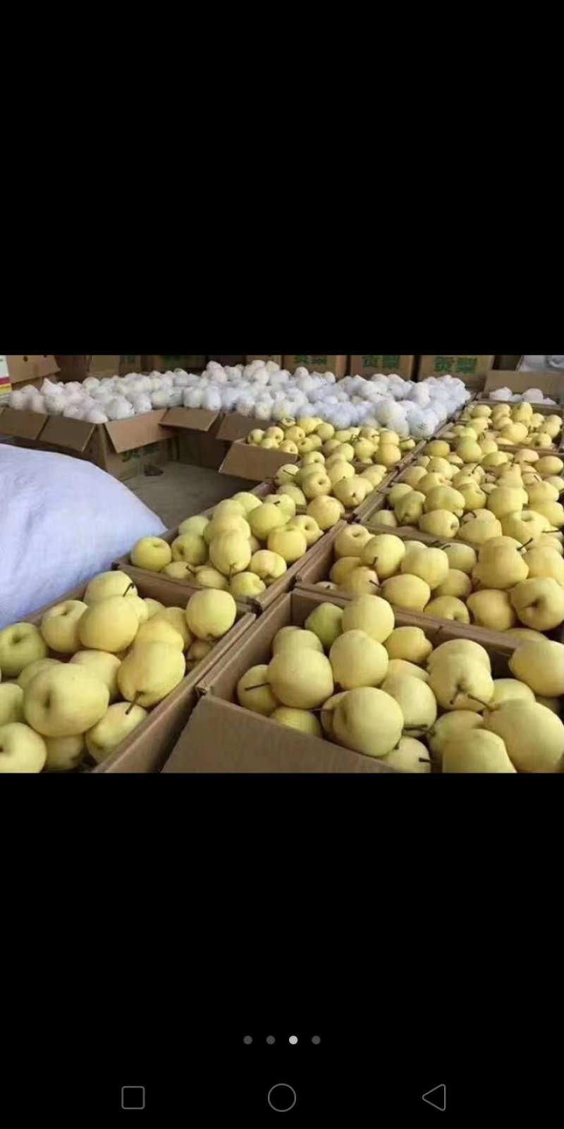 蒲城酥梨大量上市吃一口流一手