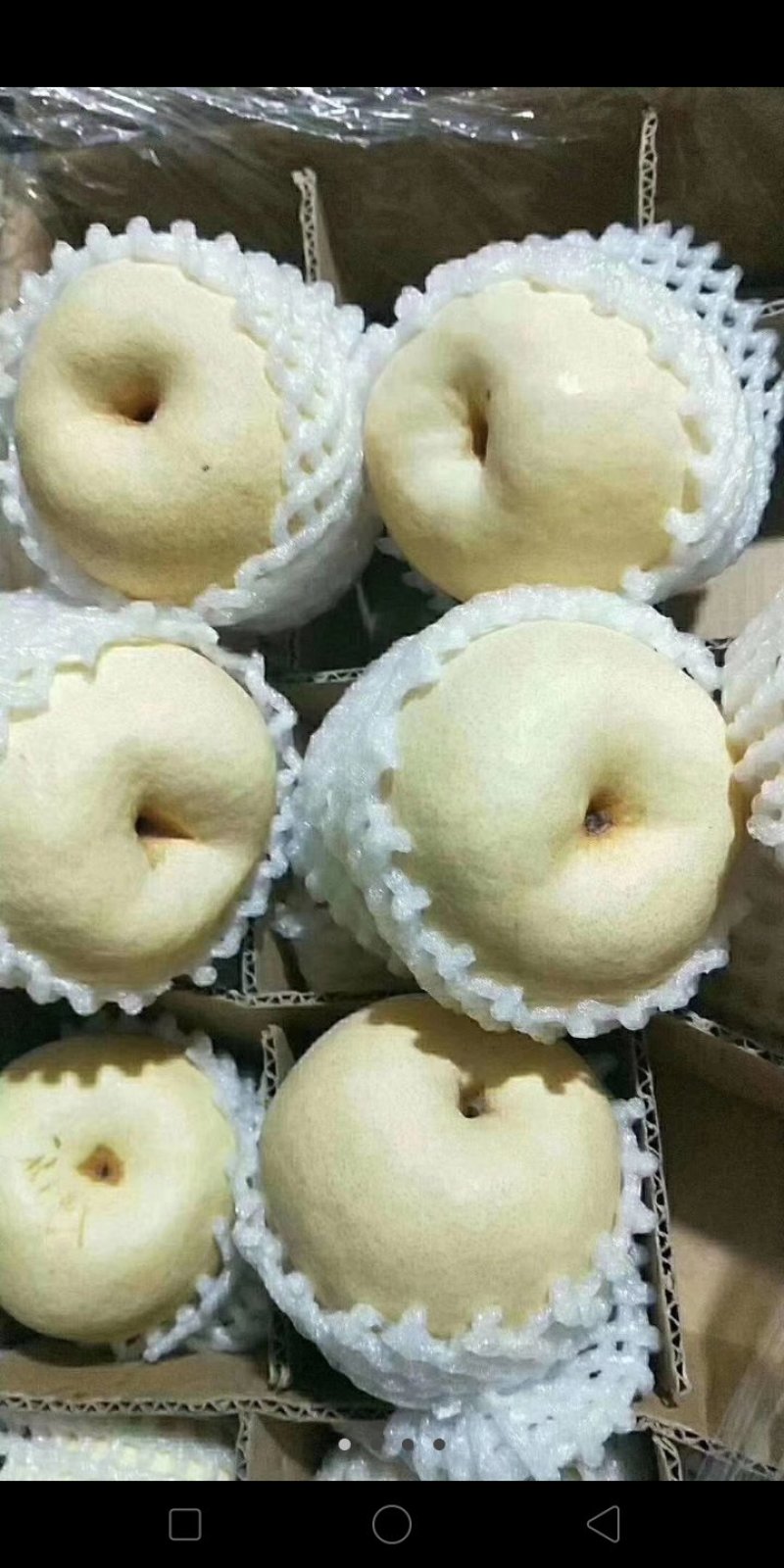 蒲城酥梨大量上市吃一口流一手