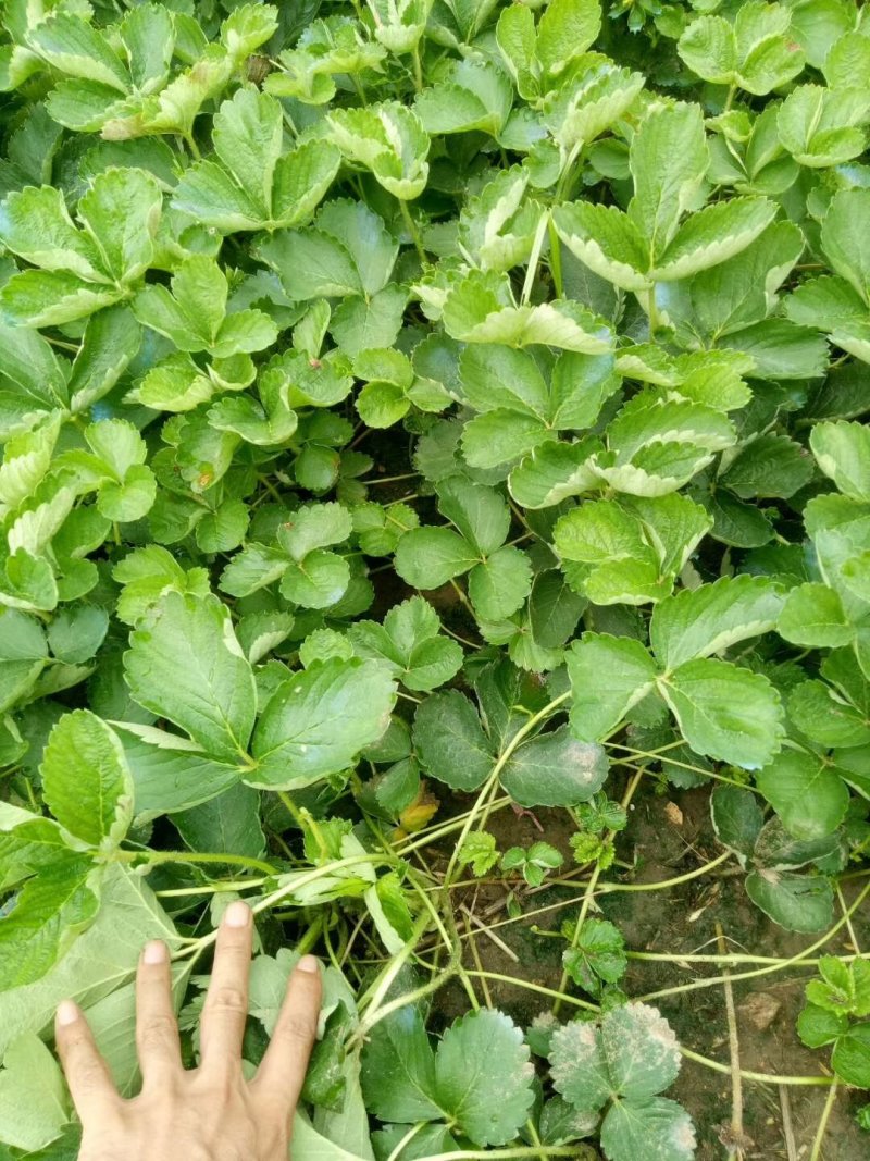 甜查理草莓苗甜查理草莓苗基地供货，欢迎考察，提供技术指
