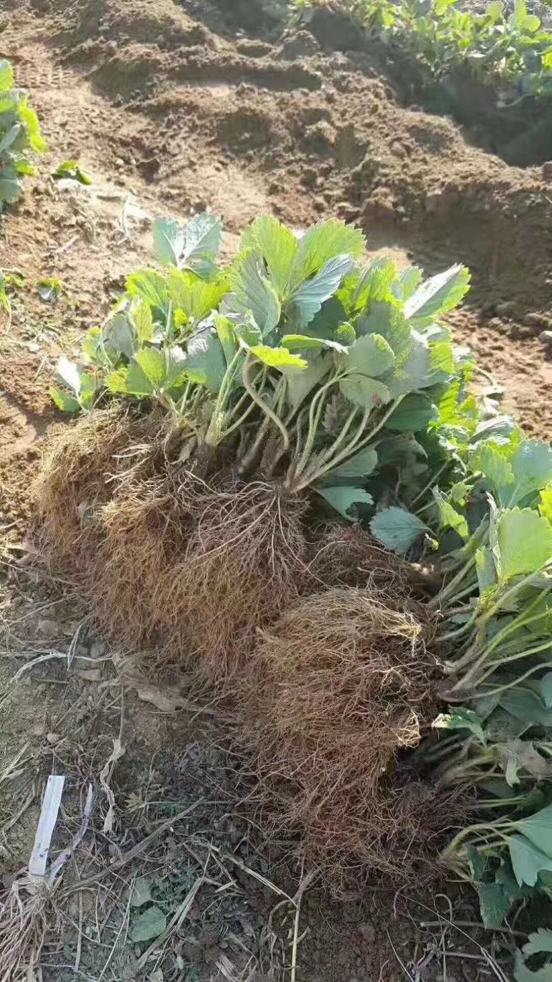 甜查理草莓苗甜查理草莓苗基地供货，欢迎考察，提供技术指