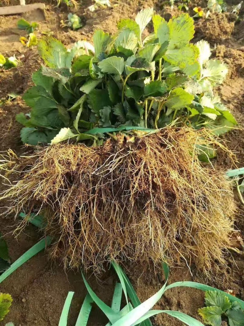 甜查理草莓苗甜查理草莓苗基地供货，欢迎考察，提供技术指