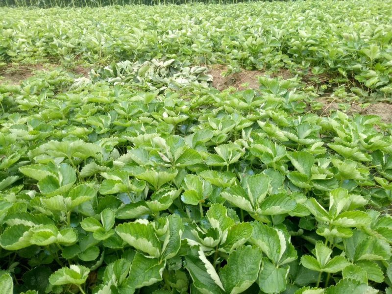甜查理草莓苗甜查理草莓苗基地供货，欢迎考察，提供技术指