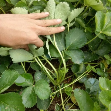 甜查理草莓苗甜查理草莓苗基地供货,欢迎考察,提供技术指