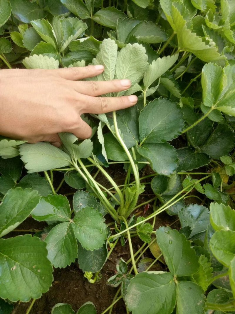 甜查理草莓苗甜查理草莓苗基地供货，欢迎考察，提供技术指