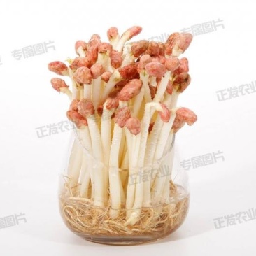 零添加花生芽新鲜水培