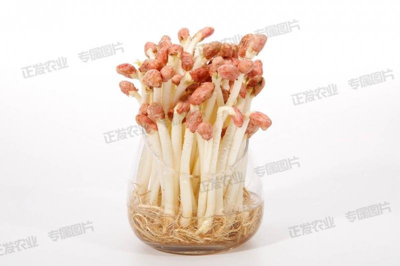零添加花生芽新鲜水培