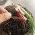 麦穗鱼忍子鱼春鱼油炸鱼无盐鱼干不苦不破肚