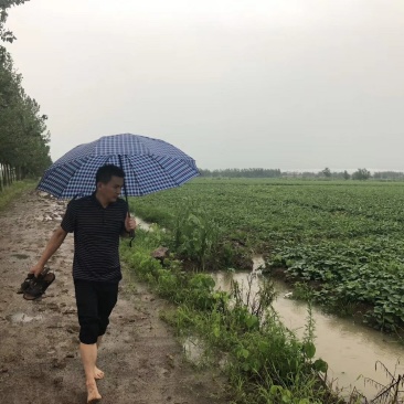 红薯