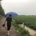 红薯