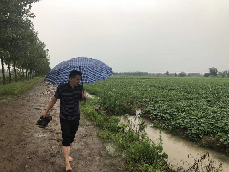 红薯