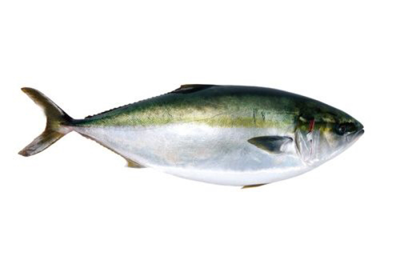 日本青甘/8斤以上
