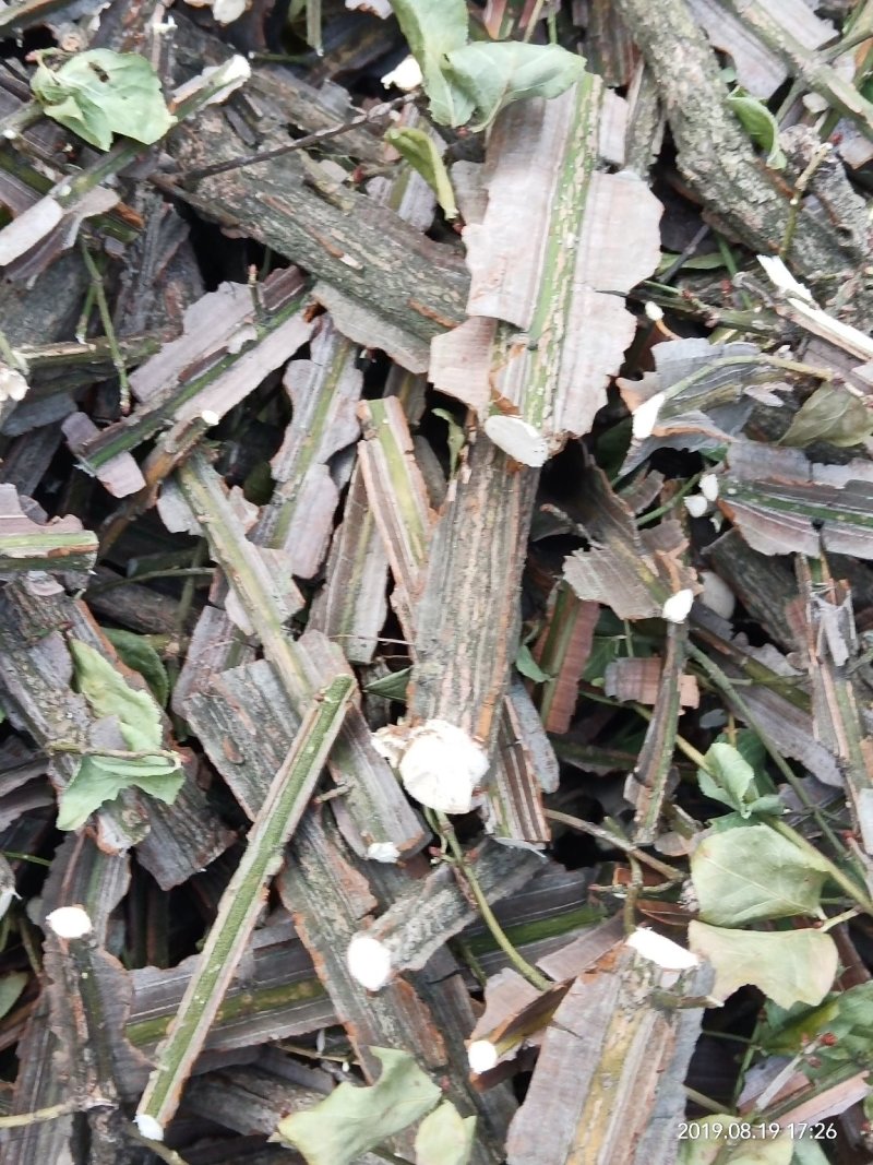 纯野生鬼箭羽卫矛木带羽全羽可视频采