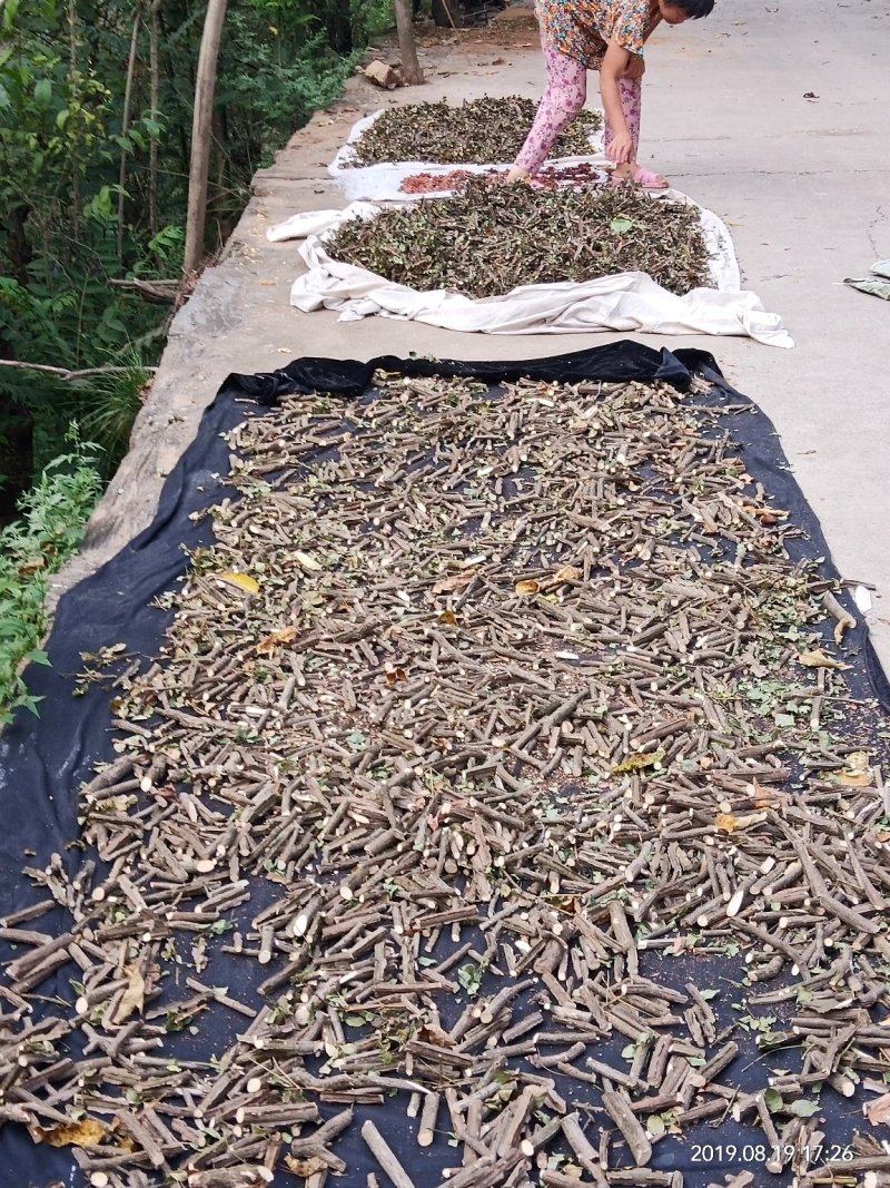 纯野生鬼箭羽卫矛木带羽全羽可视频采