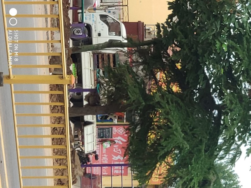 临朐葡萄收购联络处套袋巨峰葡萄青葡萄产地