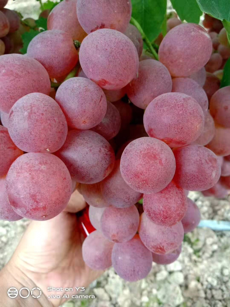 红提葡葡大量上市糖分十足