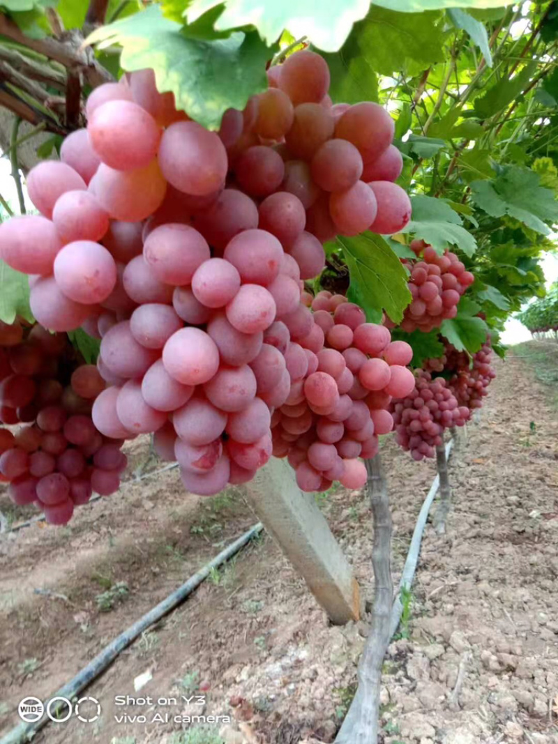 红提葡葡大量上市糖分十足