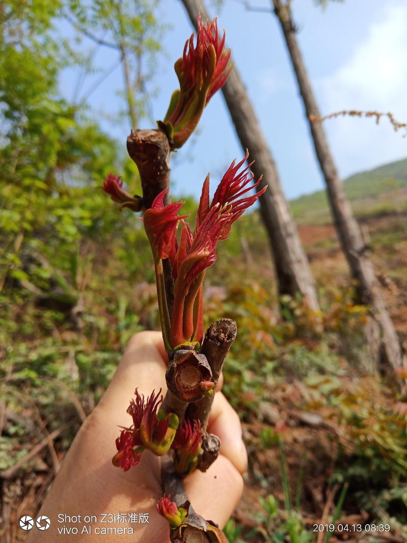 纯野生香椿芽血椿芽红油香椿芽三月份供应